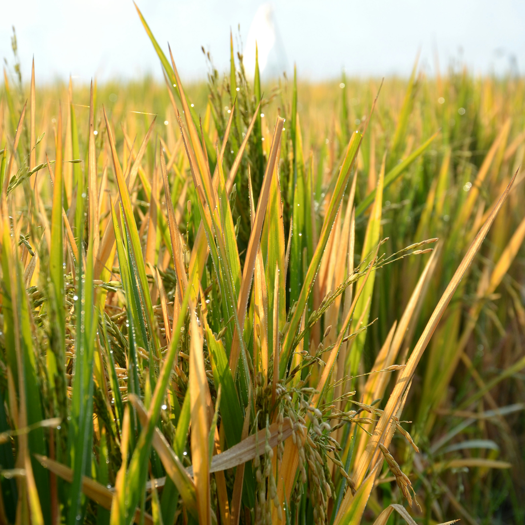 Annual Paddy Crop